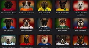 Des portraits de chiens en lien avec le Mondial 2014.