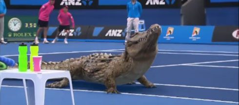 le crocodile tennis
